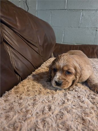 Cinderella the Cocker Spaniel