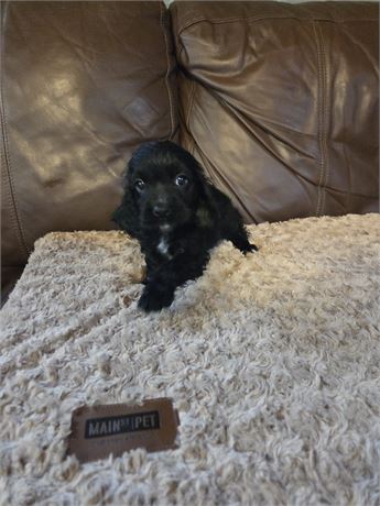 Moana the Cocker Spaniel