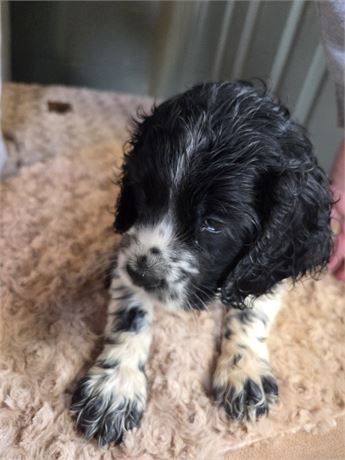 Erick the Cocker Spaniel