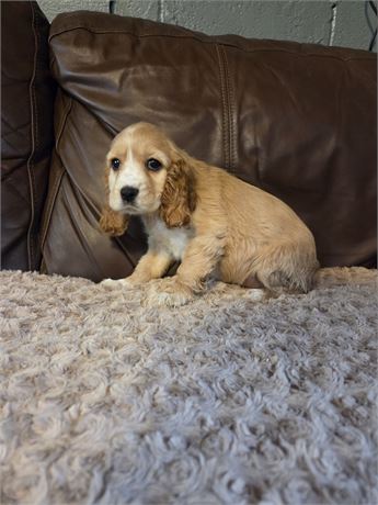 Snow White the Cocker Spaniel