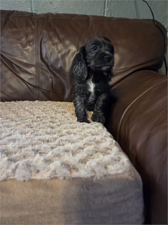 Aurora the Cocker Spaniel