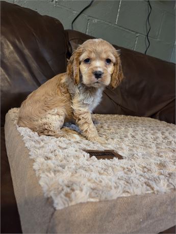 Jasmine the Cocker Spaniel