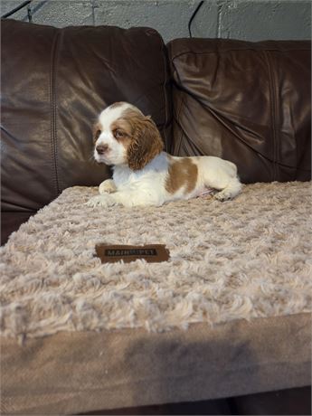 Prince Charming the Cocker Spaniel