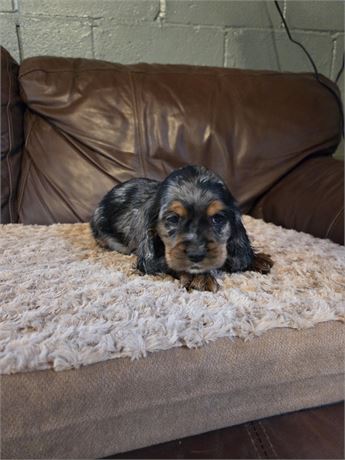 Aladdin the Cocker Spaniel