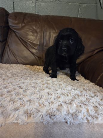 Merida the Cocker Spaniel